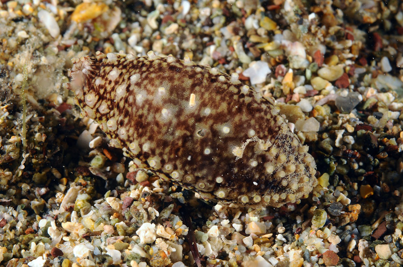Piccola oloturia